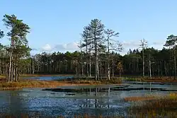 Väätsa bog