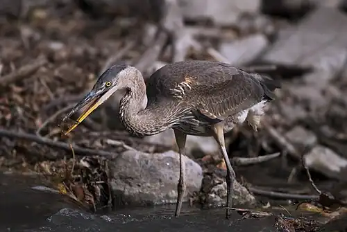 Eating a small fish