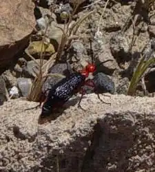 Lytta magister above Mesquite Springs in Death Valley National Park