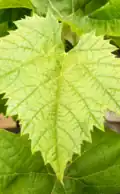 Leaf 1
