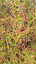 Lechea deckertii