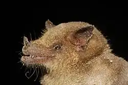 Brown bat