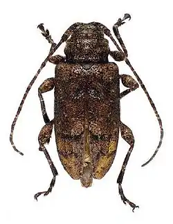 Leptostylopsis caliginosus Lingafelter and Micheli, 2009