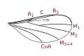 Lestremiini wing veins