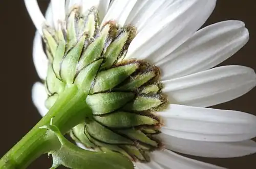 Involucral bracts of capitulum