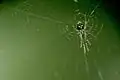 L. argyra in web