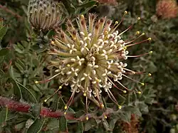L. calligerum