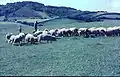 View of Lewesdon Hill from Leweston Farm in 1963