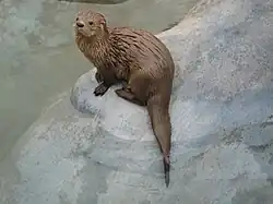 Brown mustelid on rock