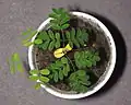 A two-week-old specimen grown from harvested seed