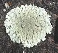 Xanthoparmelia cf. lavicola, on basalt in Hawaii.