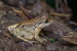 Limnonectes blythii (subadult) - Khao Sok National Park