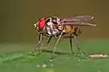 Limnophora sp.
