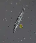 Litonotus lamella