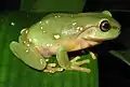 A juvenile before the development of large parotoid glands