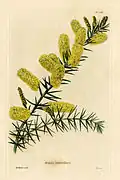 Drawing in The Botanical Cabinet by William Miller