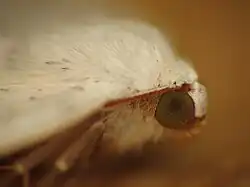 Close-up on the eye