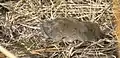Microtus longicaudus