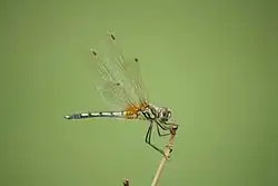 Female