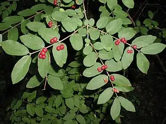 Berries