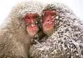 Saru dango (猿団子, "monkey dango") of three Snow Monkeys