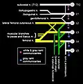 Schematic diagram of the lumbar plexus