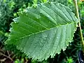 Lutèce leaf in August
