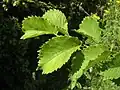 Lutèce leaves in July