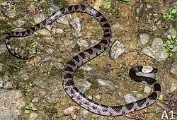 Dorsal view