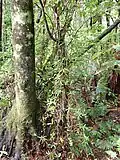 Vine-like stems of mangemange in the New Zealand bush