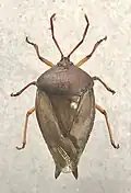 Pinned specimen, dorsal view