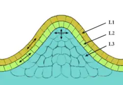 The image resembles a "bump" of cells with three separate layers. For display purposes, the epidermal cells are shown in orange, the sub-epidermal layer in light green, and the corpus in cyan.