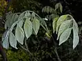 Closeup of young leaves, showing silvery pubescence