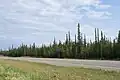 In McNallie Creek Territorial Park 60°46′37.9″N 116°34′25″W﻿ / ﻿60.777194°N 116.57361°W﻿ / 60.777194; -116.57361