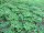 Adiantum pedatum, northern maidenhair, Peninsula State Park
