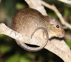 Brown spiny rat