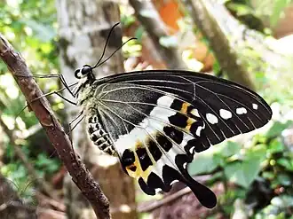 Ventral view