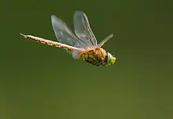aaa