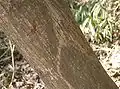 Bark