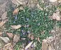 Trampled or mown form, stays close to ground