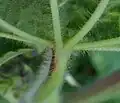 Leaf underside