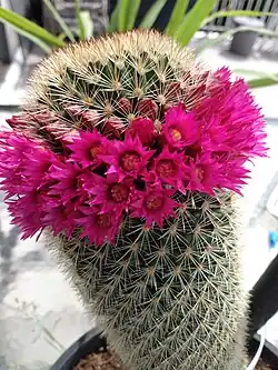 in bloom
