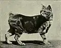 Manx cat