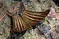 M. chiron southern Amazon, Brazil