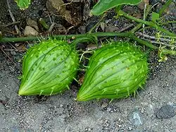 Fruits