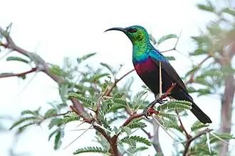 Adult male in thornveld, South Africa