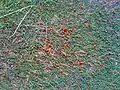 A swarm of ladybirds