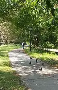 Walking path along the salt marsh