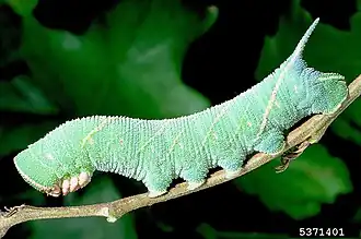 Caterpillar