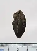 Mastixia tree seed, Nyssaceae, London Clay